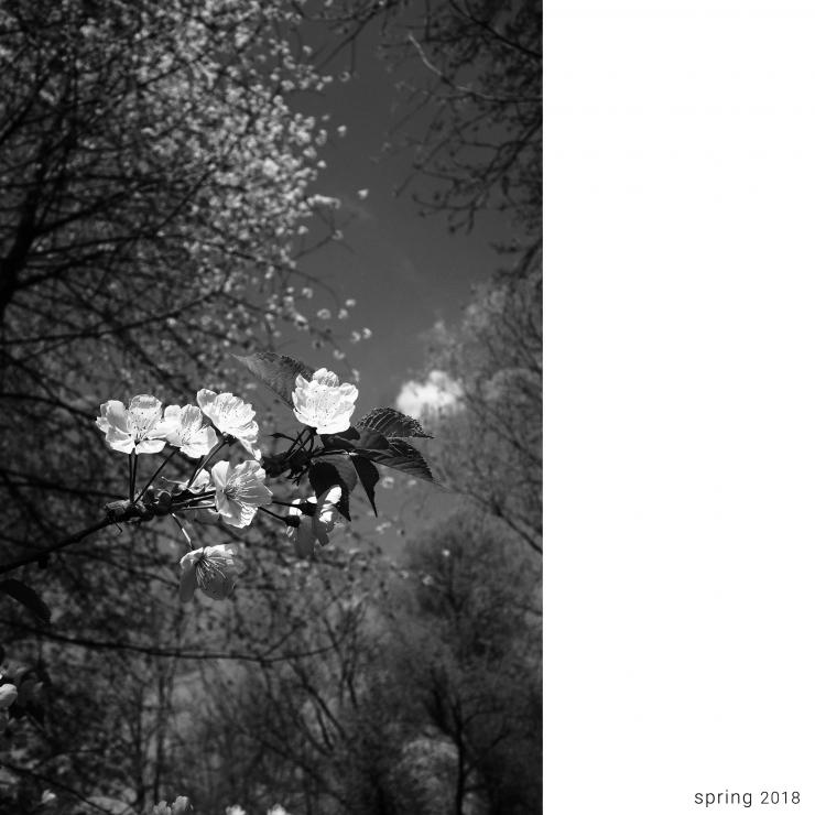 THE DISCOLORED SPRING | CRACOW 2018